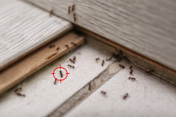 Best Mosquito Control Services  in Norwalk, IA